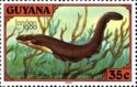 Electric Eel (Electrophorus electricus)