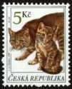Domestic Cat (Felis silvestris catus)