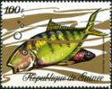 Golden Trevally (Gnathanodon speciosus)