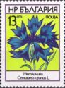 Cornflower (Centaurea cyanus)