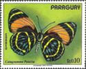 Neotropical Butterfly (Catagramma patazza)