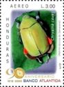 Jewel Scarab Beetle (Chrysina cavei)