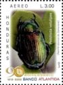 Scarab Beetle (Pelidnota velutipes)