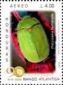Scarab Beetle (Platycoelia humeralis)