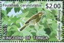 Eastern Wattled-Honeyeater (Foulehaio carunculatus)