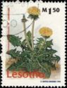 Taraxacum officinale