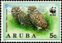 Burrowing Owl (Athene cunicularia)