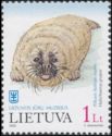 Grey Seal (Halichoerus grypus)