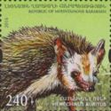 Common Long-eared Hedgehog (Hemiechinus auritus)