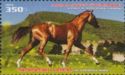 Karabakh Horse (Equus ferus caballus)