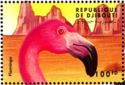 American Flamingo (Phoenicopterus ruber)