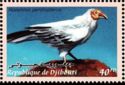 Egyptian Vulture (Neophron percnopterus)