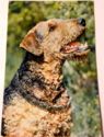 Airedale Terrier