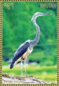 White-bellied Heron (Ardea insignis)