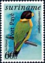 Caica Parrot (Pyrilia caica) - Overprinted