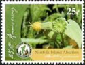Norfolk Island Abutilon (Abutilon julianae)