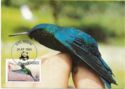 Blue-headed Hummingbird (Cyanophaia bicolor)