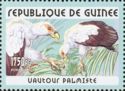 Palm-nut Vulture (Gypohierax angolensis)