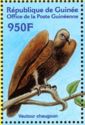 White-rumped Vulture (Gyps bengalensis)