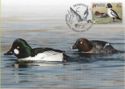 Common Goldeneye (Bucephala clangula)