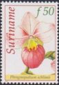 Phragmipedium schlimii