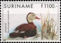 Black-bellied Whistling Duck (Dendrocygna autumnalis)