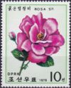 Deep pink rose