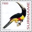Black-necked Aracari (Pteroglossus aracari)