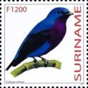 Purple-breasted Cotinga (Cotinga cotinga)