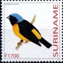 Golden-rumped Euphonia (Euphonia musica)
