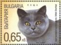 British Shorthair (Felis silvestris catus)