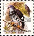 European Honey-buzzard (Pernis apivorus)