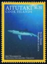 Blue Shark (Prionace glauca)