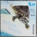 Eastern Musk Turtle (Sternotherus odoratus)
