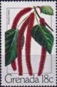 Chenille Plant (Acalypha hispida)