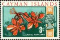 Royal Poinciana (Delonix regia)
