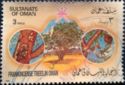 Frankincense trees of Oman