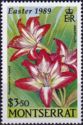 Amaryllis (Hippeastrum sp.)