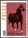 Arab Stallion "Witez II" (Equus ferus caballus)