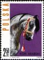 Head of Arab Horse (Equus ferus caballus)