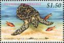 Hawksbill Turtle (Eretmochelys imbricata)