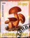 Boletus Badius
