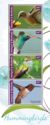 Hummingbirds (1)