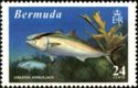 Greater Amberjack (Seriola dumerili)