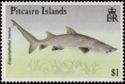 Sand Tiger Shark (Eugomphodus taurus)