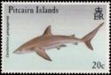 Galapagos Shark (Carcharhinus galapagensis)
