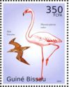 Brown Booby (Sula leucogaster), American Flamingo (Phoenicop