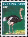 Common Ostrich (Struthio camelus)