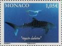 Whale Shark (Rhincodon typus)