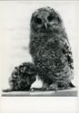Owls "Little and Large"
